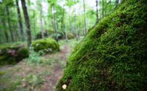 Древлянські міста та Кам'яне Село